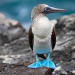 Wildlife game Profile Picture